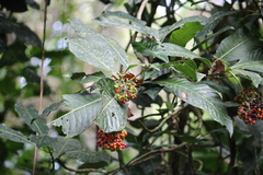 Psychotria grandis