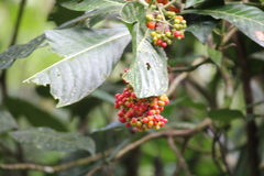 Psychotria grandis