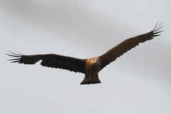 Haliaeetus leucoryphus