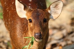 Axis porcinus porcinus