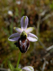 Ophrys exaltata splendida