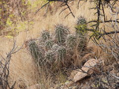 Echinocereus engelmannii