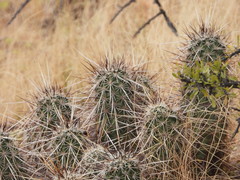 Echinocereus engelmannii