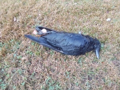 Corvus brachyrhynchos