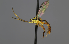 Cratichneumon flavipectus