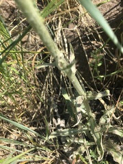 Cirsium flodmanii