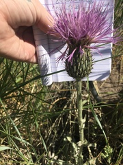 Cirsium flodmanii