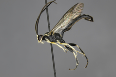 Cratichneumon sublatus