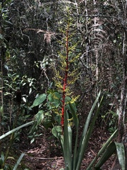 Guzmania diffusa
