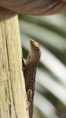 Anolis sagrei