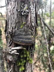 Phellinus arctostaphyli