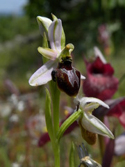 Ophrys exaltata splendida
