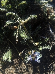 Astragalus palenae
