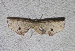 Parepisparis pallidus