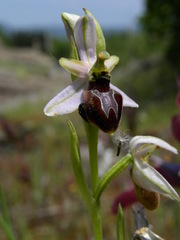 Ophrys exaltata splendida