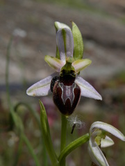 Ophrys exaltata splendida