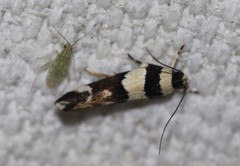 Macrobathra euryleuca