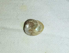Steromphala umbilicaris