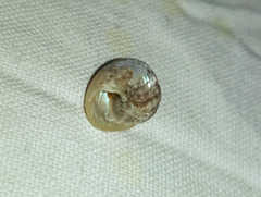 Steromphala umbilicaris