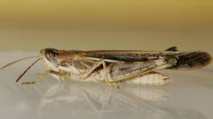 Aiolopus thalassinus dubius