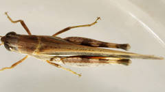 Aiolopus thalassinus dubius