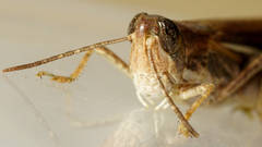 Aiolopus thalassinus dubius