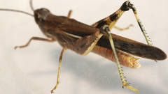 Aiolopus thalassinus dubius