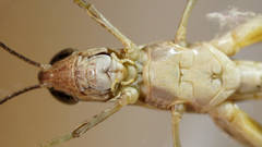 Aiolopus thalassinus dubius