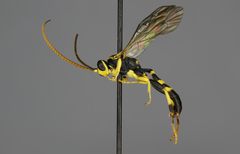 Cratichneumon vescus