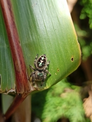 Phidippus bidentatus