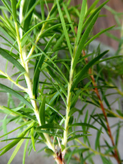 Melaleuca lateritia
