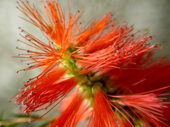 Melaleuca lateritia