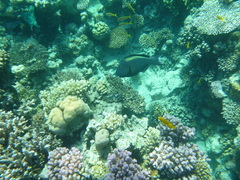 Cetoscarus bicolor