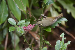 Meliphaga notata