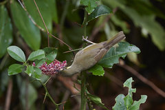 Meliphaga notata