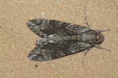 Agrius godarti