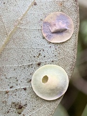 Paracraspis guadaloupensis