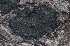 Miriquidica scotopholis