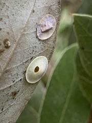 Paracraspis guadaloupensis