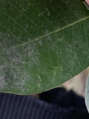 Paracraspis guadaloupensis