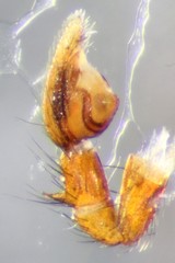 Micaria longipes