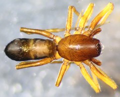 Micaria longipes