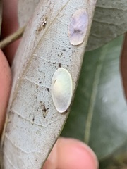 Paracraspis guadaloupensis