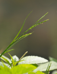 Carex strigosa