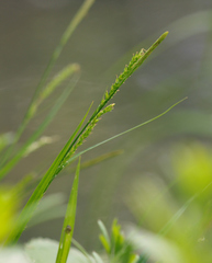 Carex strigosa