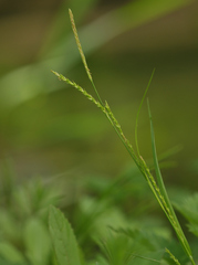 Carex strigosa