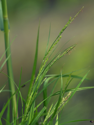Carex strigosa Huds.