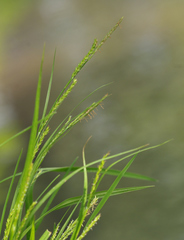 Carex strigosa