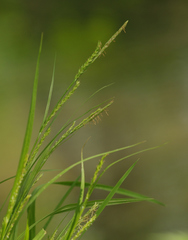 Carex strigosa