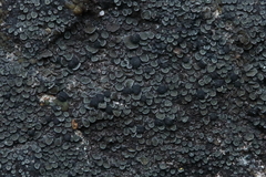 Miriquidica scotopholis